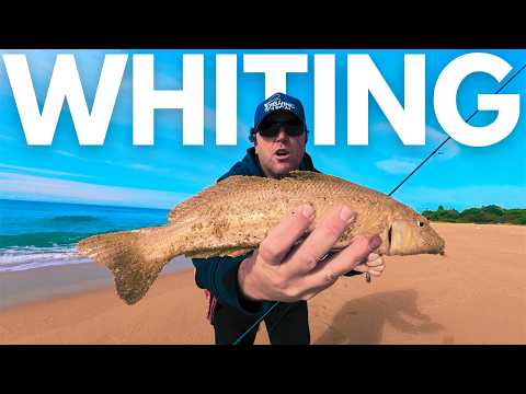 Why We Moved Spots... Then Caught BIG Whiting | Illawarra Fishing