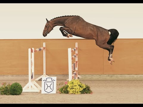 125 | Ditania v. Dinken - Casall