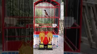 Download lagu Cendet Situbondo pak karapak #20 mp3