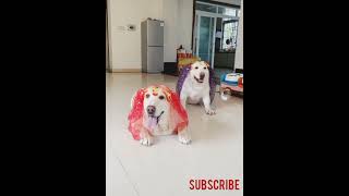 Dog funny video funny short#funny #dogs