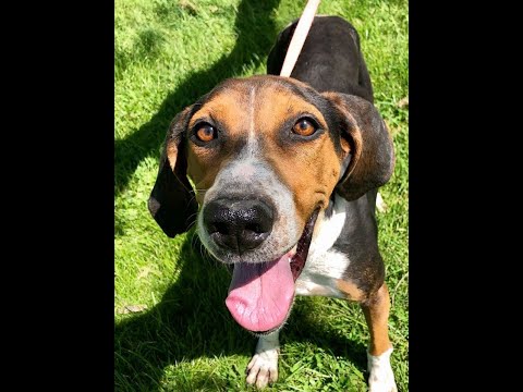 Kimber, an adopted Treeing Walker Coonhound in Kittanning, PA_image-1