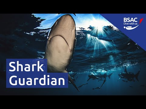 Shark Guardian: campaigning against shark fin imports | Webinar