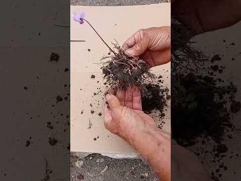 YES you CAN divide Cyclamen - see HOW
