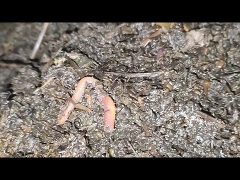 Zdechłe dżdżownice kalifornijskie co się z nimi dzieje ?