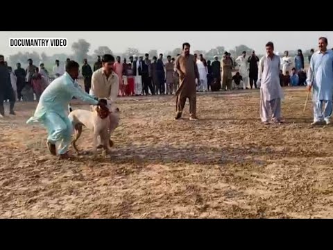 Pakistani most top bully breed dogs | famous bully dogs | bully gultair dogs | sial daily vlog
