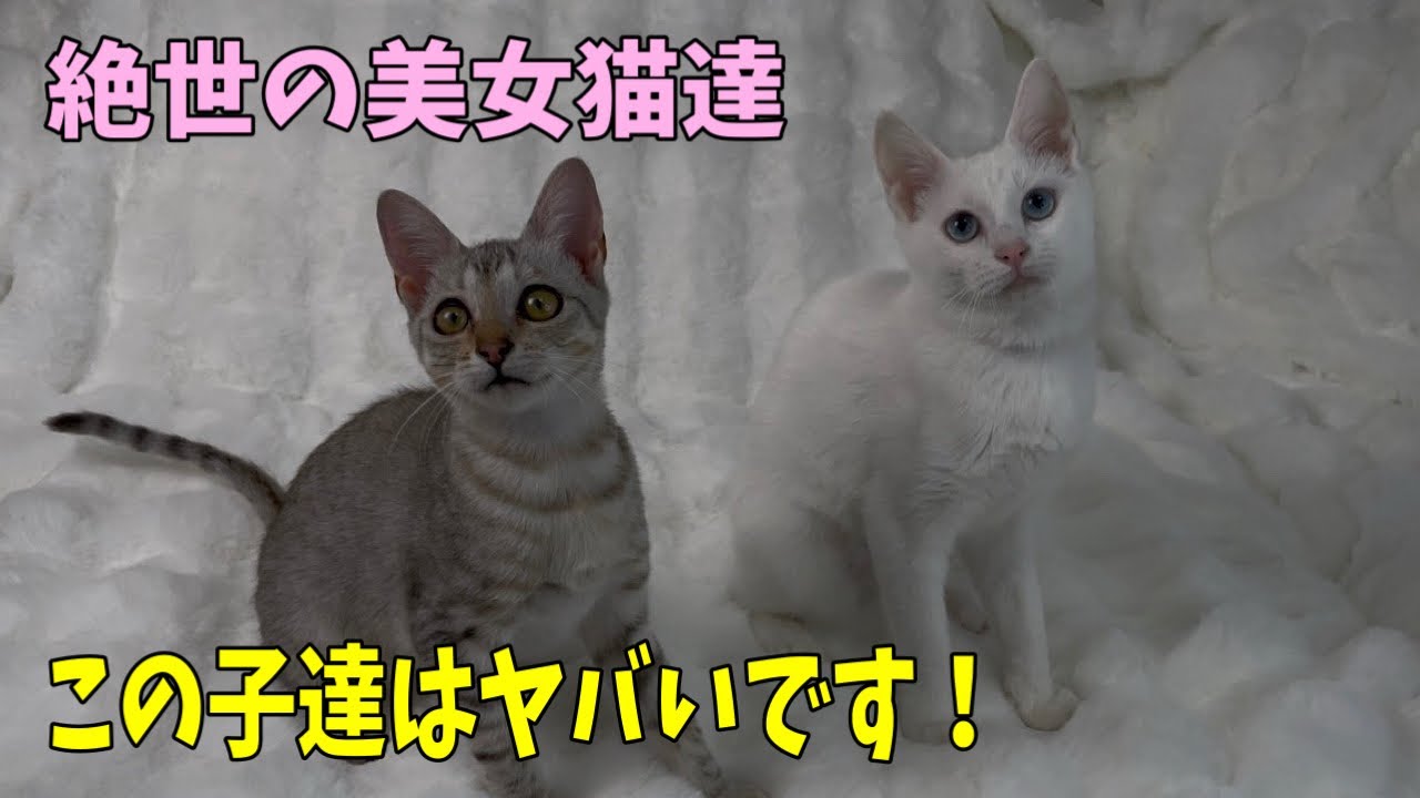 【沖縄っ子12便隊】美しい猫達です