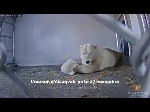 Les oursons du zoo sauvage - Les Explorateurs