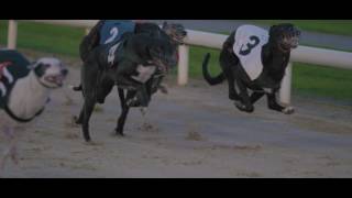 A peak behind the scenes as we get ready to Go Greyhound Racing!