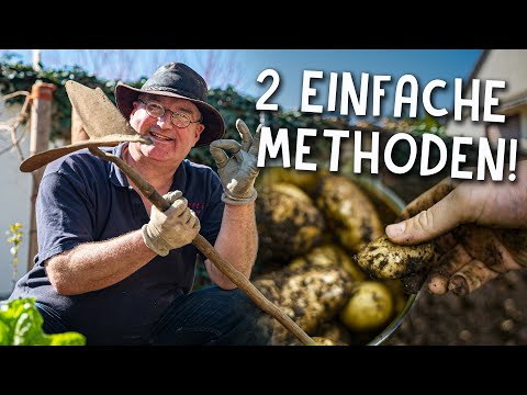 Growing potatoes in the garden & on the balcony! 🥔 - Tips for a bountiful harvest