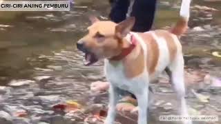 Download lagu Ciri-ciri anjing pemburu yang bagus mp3 Download lagu Ciri-ciri anjing pemburu yang bagus mp3