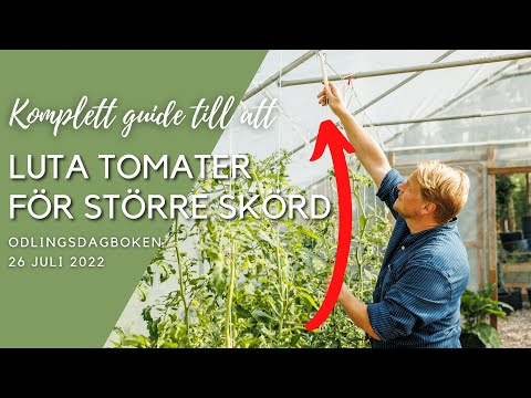 Fler tomater på mindre yta! - Bästa sättet att maximera skörden.