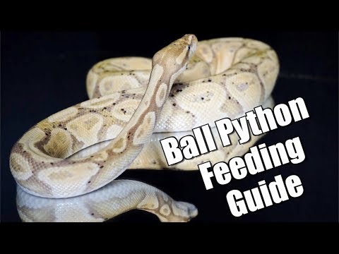 Ball Python Feeding Guide