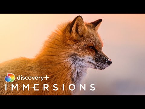 A Day in the Wildlife (Slow TV) | discovery+ Immersions