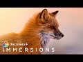 A Day in the Wildlife (Slow TV) | discovery+ Immersions