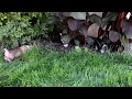 Welsh Corgi Pembroke dogs for sale: Princess - Video 1