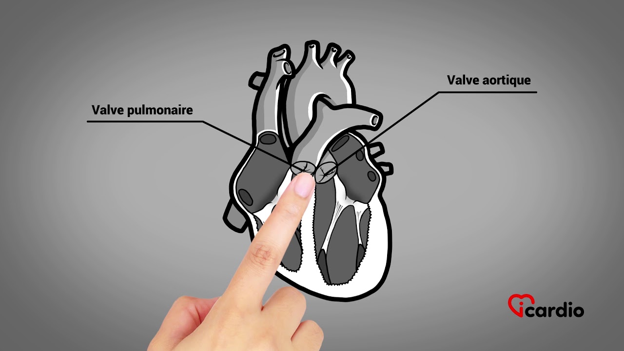 Anatomie du coeur - version française