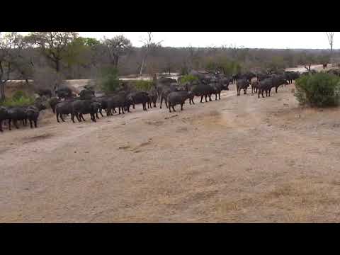 Djuma: Breeding herd of Buffalo-Pt:2 - 07:43 - 09/16/18