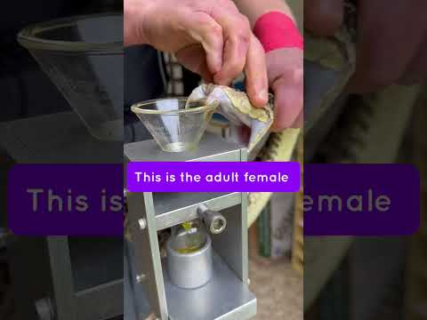 Person is doing a venom extraction from a Terciopelo snake to be used in research and snak