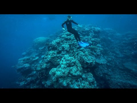 Diving the Great Barrier Reef - 2017