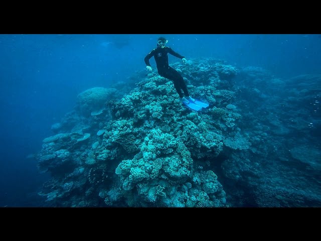 Diving the Great Barrier Reef - 2017