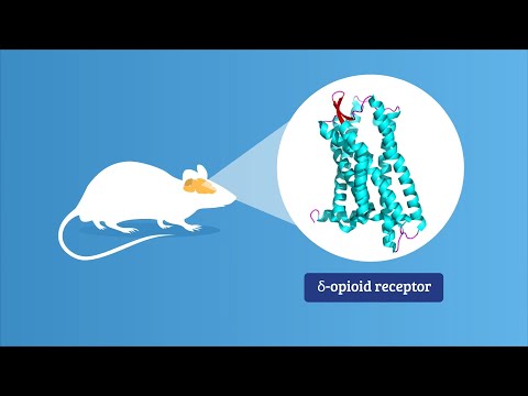 Fighting Fear with δ-Opioid Receptor Agonist, KNT-127