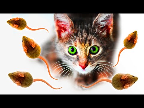 Videos für Katzen. Realistische Maus 🐭  KATZENSPIEL 🐭  Fange Mäuse. Videounterhaltung zum Ansehen TV