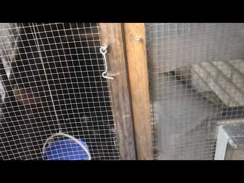 Hühner Futterautomat im Einsatz