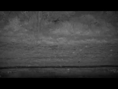 Djuma: Blacksmith Lapwing parent with three chicks moving around - 04:30 - 09/07/2022