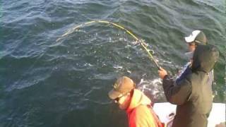 Striped Bass on Board the Jamaican Princess