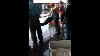 preview picture of video 'Texoma Striper fishing one armed fish cleaning'