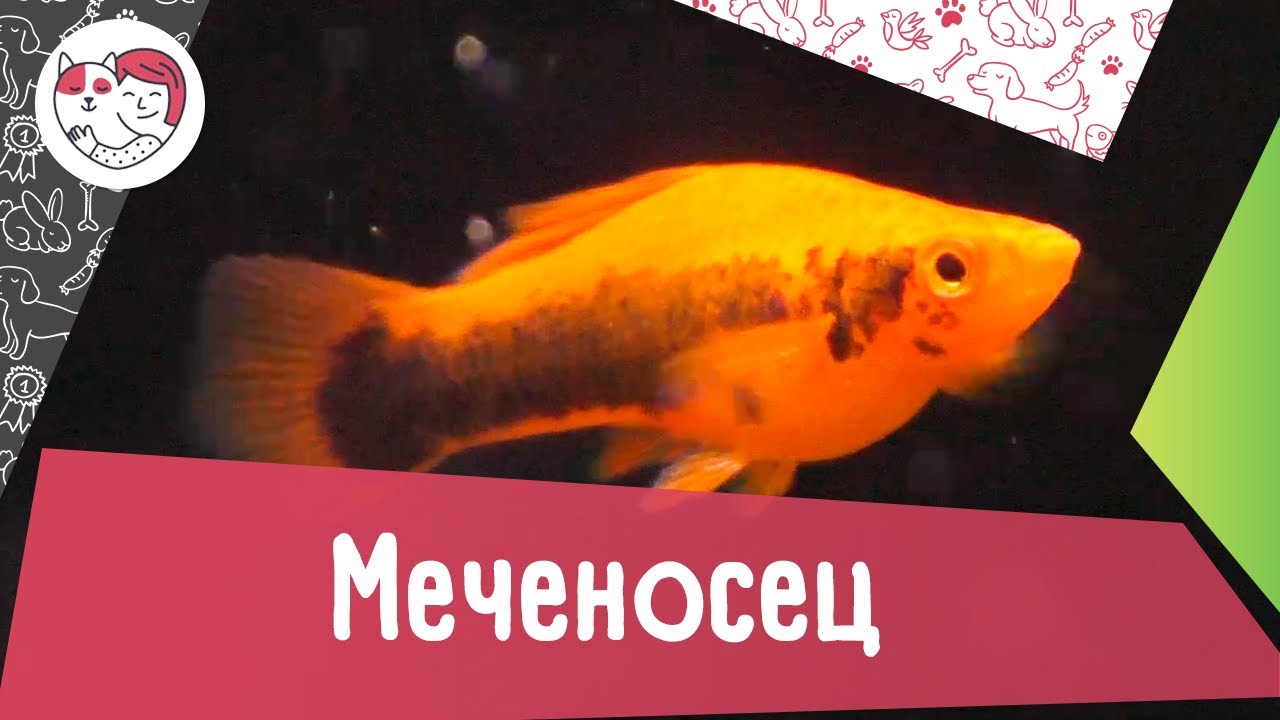 Аквариумная рыбка меченосец. Особенности. Уход.