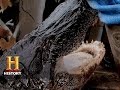 Swamp People Biggest Baddest Gators Of Season 6 History