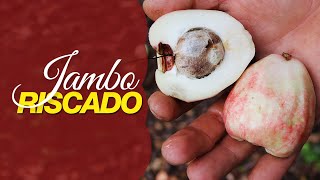 Miniatura do vídeo