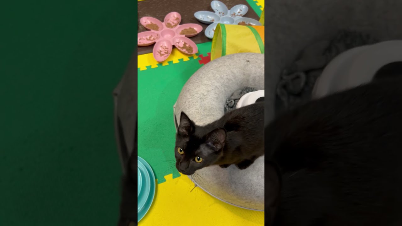 Enlarge Hazel, a Adoptable Domestic Short Hair in Tillamook, OR video 4/6