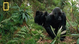 Nat Geo Wild  - &quot;Kingdom of the Apes&quot; Clash of Kings - National Geographic