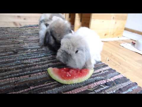 Kaninchen (22.07.15)  02 Douglas  5. Geburtstag