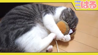 子猫とどら焼き 両方クッソかわいい……いや はるの方がかぁいい【召喚獣はる】