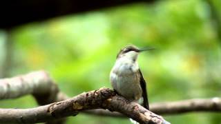 preview picture of video 'Clotheslined Ruby-throated Hummingbird Posturing Again'