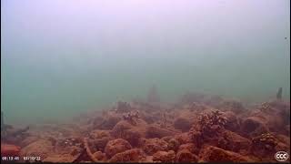 John Lithgow Manatee