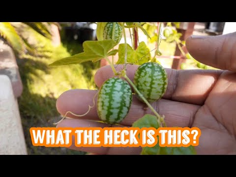 LET'S TRY A CUCAMELON / MEXICAN GHERKIN