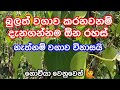 බුලත් වගාවේ දැනගතසුතුම රහස් Bulath Wagawa Betel Cult