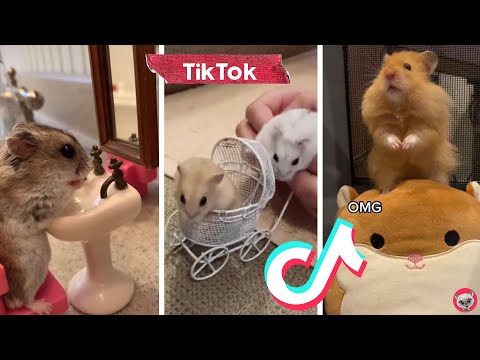 🐹 Funniest TikTok Hamsters In The World 🐹 Cutest Hamsters On Tik Tok
