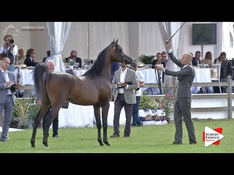 1st - N.54 MANSOUR AM - Chantilly 2016 World Cup - Yearling Colts (Class 6A)