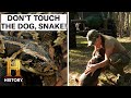 Lost Dog Rescued In Python Territory Swamp People Serpent Invasion Season 3