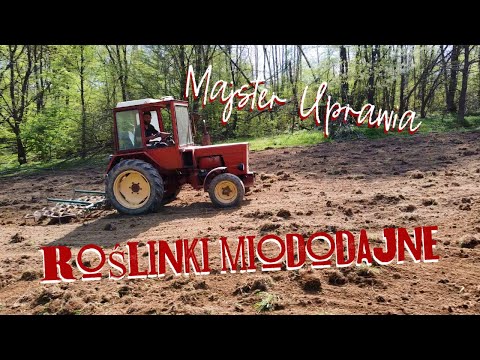 Ekoschematy 2023 Majster sieje roślinki miododajne Kolendra Siewna Koniczyna Biała Facelia Błękitna