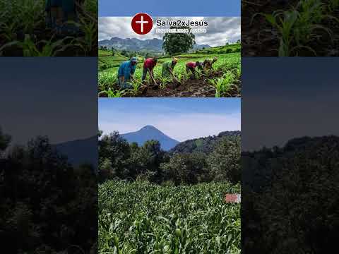 la milpa verde, extraño estar alli, sibinal san marcos guate.