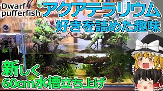 アクアテラリウム　好きを詰めた趣味　新しく60cm水槽立ち上げ/ 報告 アクアリウム / 水槽【ゆっくり実況】水槽飼育Vlog風解説  アベニーパファー　Dwarf Pufferfish　豆好き飼い主