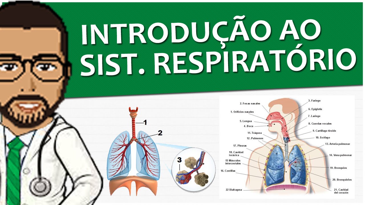 Sistema Respiratório 01 - Introdução (composição, anatomia e função - fisiologia geral)