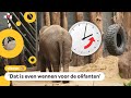 Hebben dieren last van de wintertijd?