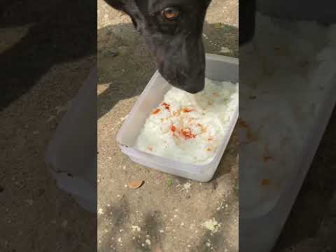 Feeding a stray dog🥰#helpdogs #shorts #dogs #dog